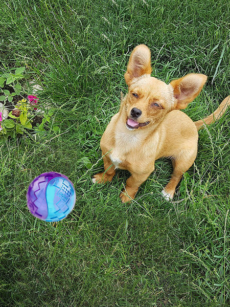 Košļājamā rotaļlieta, kas piemērota suņiem