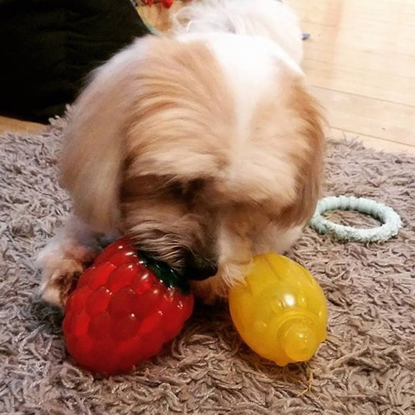 Silikoonist mänguasi koertele