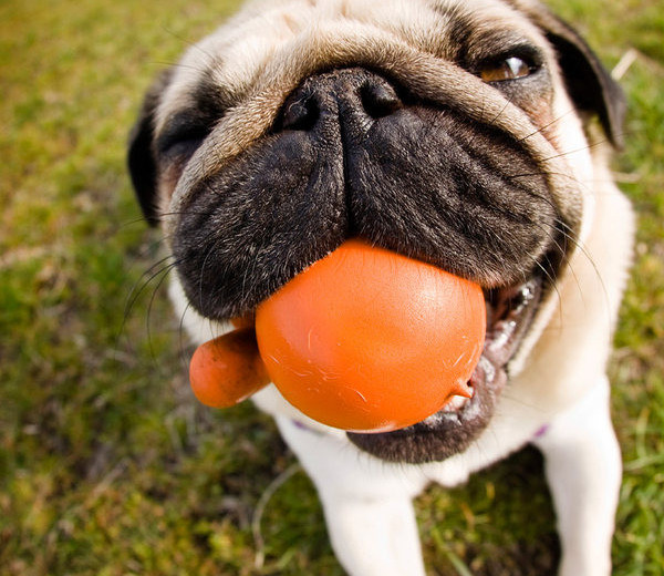 Jucărie din silicon pentru câini cu sunet