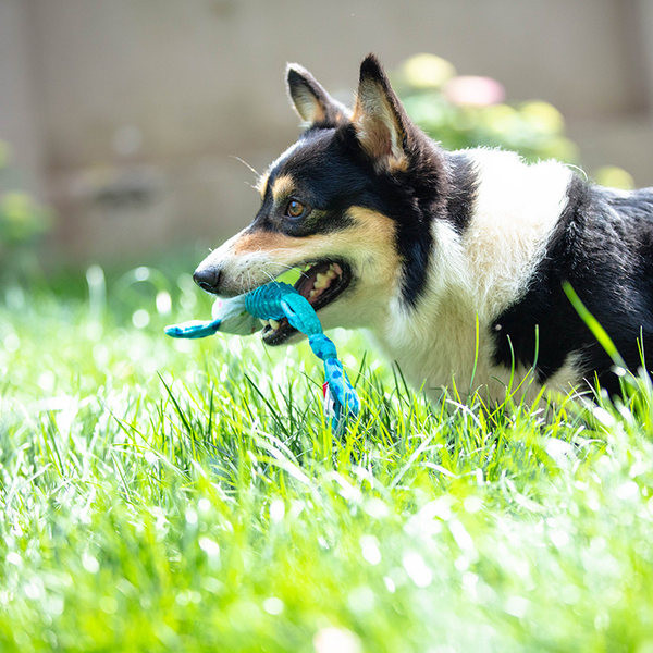 Jucărie din cauciuc pentru câini - sub formă de animale