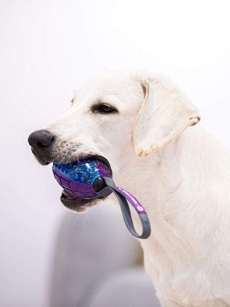 Interaktiivne mänguasi koertele