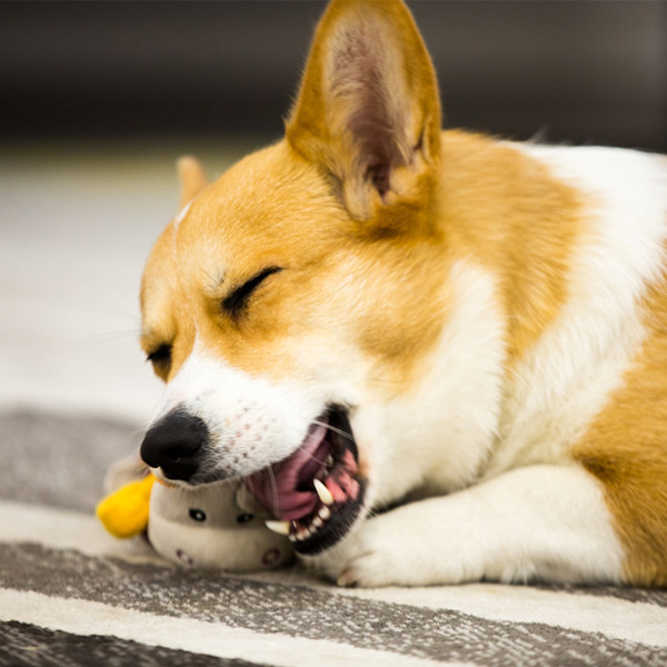 Λούτρινο παιχνίδι για σκύλους - τρία μοντέλα