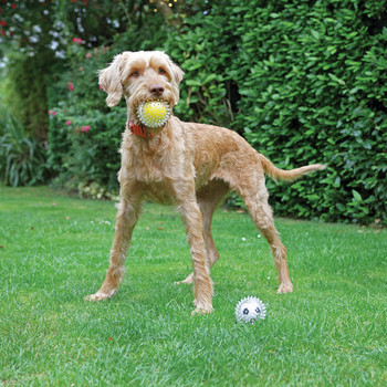 Гумена играчка топка - за кучета