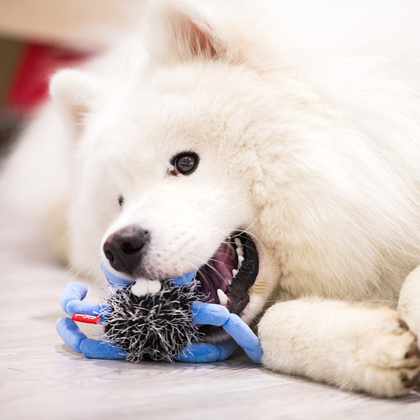 [G Jucărie de pluș pentru câine - trei modele