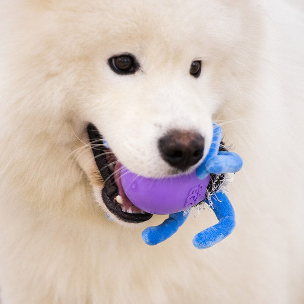 [G Jucărie de pluș pentru câine - trei modele