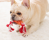 Jucărie durabilă pentru a mușca mai multe modele - pentru animale de companie