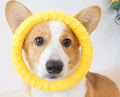 Silikoonist koeramänguasjad - mitu mudelit