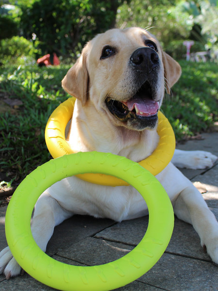 Silikoonist koeramänguasjad - mitu mudelit