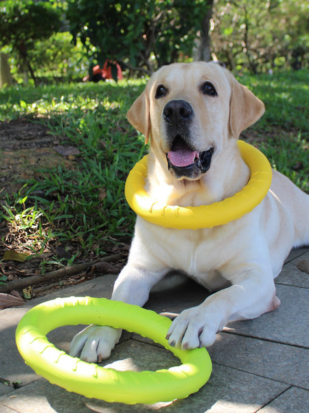 Silikoonist koeramänguasjad - mitu mudelit