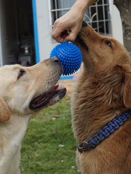 Kummist pall mängimiseks sobivatele koertele