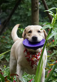 Värviline koera frisbee