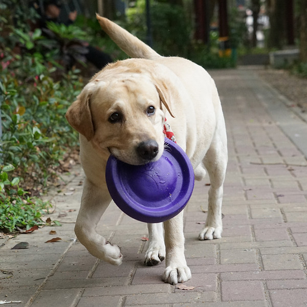 Krāsu suņu frisbijs