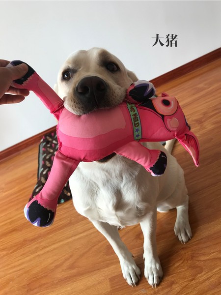 Jucărie de plus potrivită pentru animale de companie