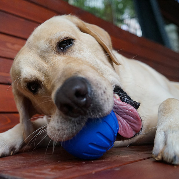Gumijas bumba suņiem