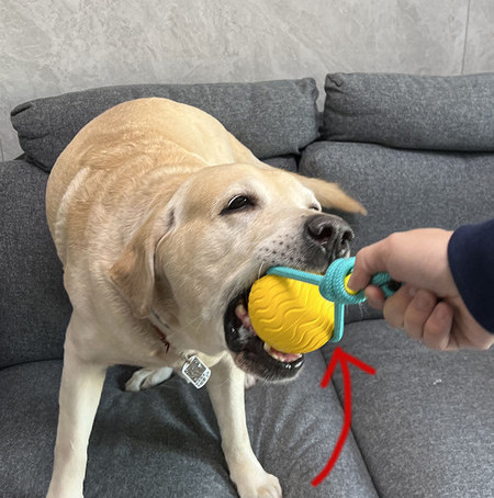 Παιχνίδι για κατοικίδια ανθεκτικό στα δαγκώματα