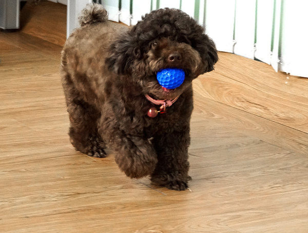 Pseća gumena lopta za pse