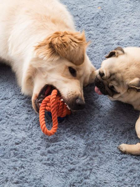 Koera mänguasja köis - kaks värvi