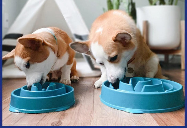 Bol pentru hrana din silicon pentru caini