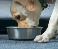 Metallist koeratoidukauss