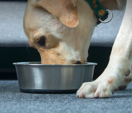 Metallist koeratoidukauss