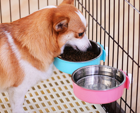 Μεταλλικό μπολ για τροφή για σκύλους