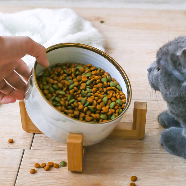 Πολλά μοντέλα κεραμικών μπολ για σκύλους