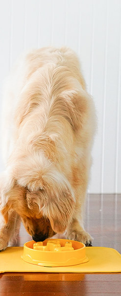 Kummist kauss lemmikloomadele