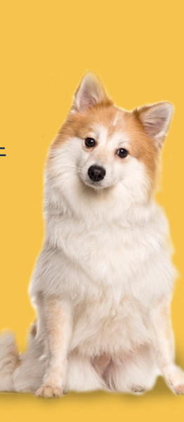 Kummist kauss lemmikloomadele