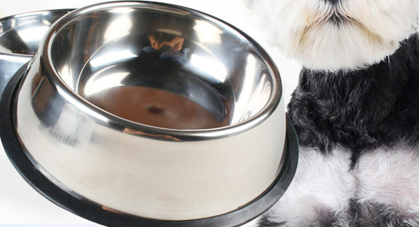 Roostevabast terasest kauss koeratoidu jaoks