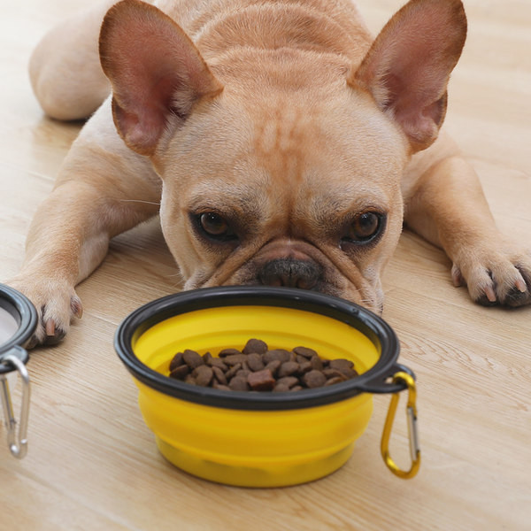 Kaasaskantav koeratoidukauss või veepudel