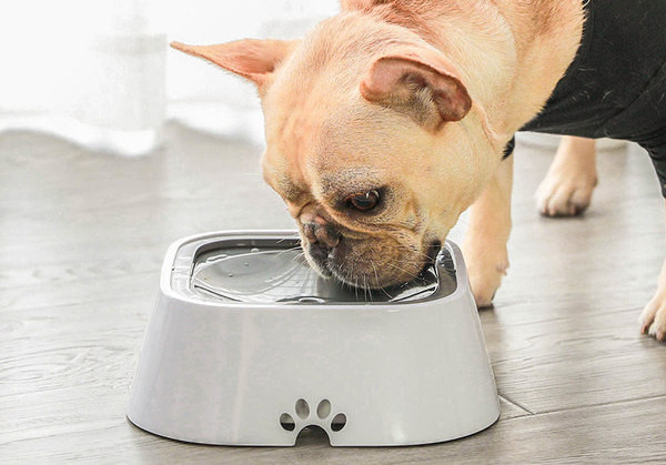 Bol de plastic pentru caini in forma rotunda si patrata