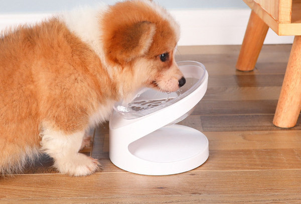 Koera plastikust toidukauss