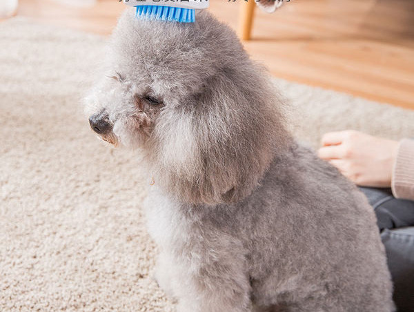 Kummihari koerte kammimiseks - kaks mudelit