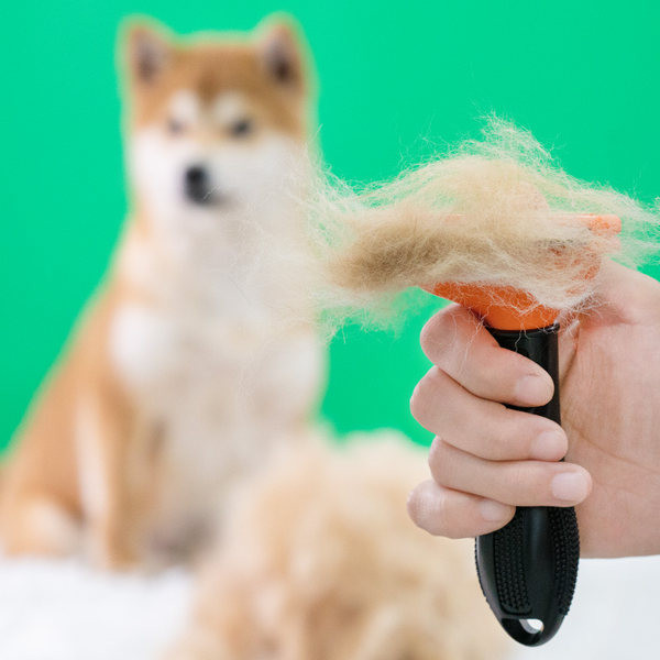 Kammi trimmer surnud juuste eemaldamiseks