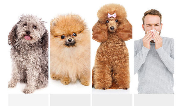 Perie din lemn pentru pieptănarea părului de câine - diferite dimensiuni