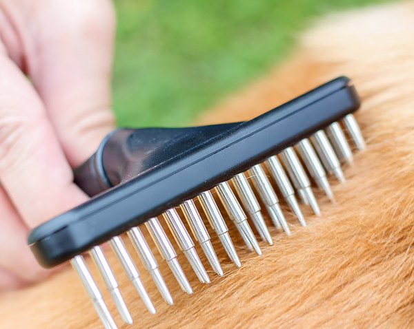 Pieptene pentru câini din oțel inoxidabil