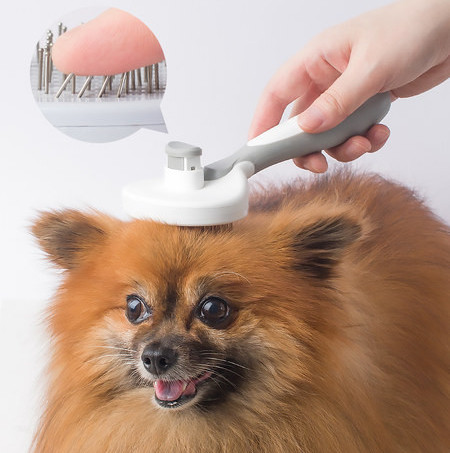 Hari koertele metallilõikuritega ja tangidega küünte lõikamiseks