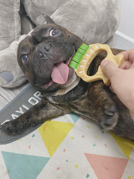 Lühikarvalistele koertele mõeldud kamm – kolm värvi