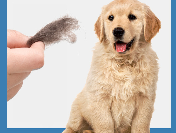 Πλαστική χτένα για κατοικίδια σε διάφορα μοντέλα