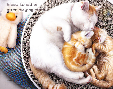 Mâzgălire pentru pisici în formă rotundă - mai multe modele