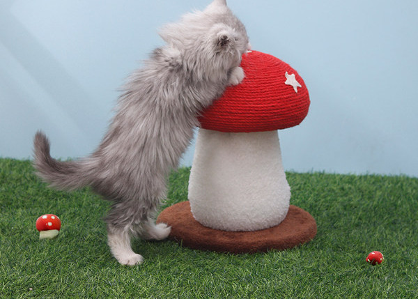 Ξύστρα γάτας σε σχήμα μανιταριού