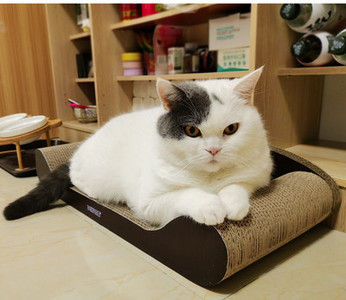 Scarlet pentru pisici - diferite modele