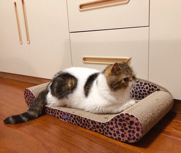 Scarlet pentru pisici - diferite modele