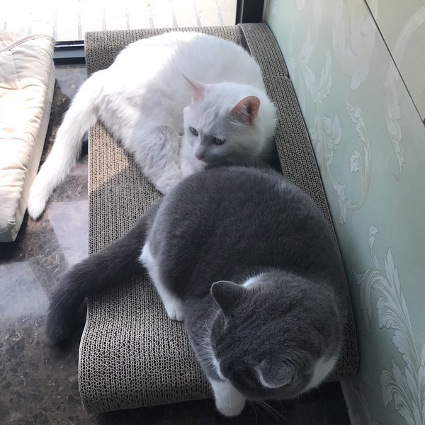 Scarlet pentru pisici - diferite modele