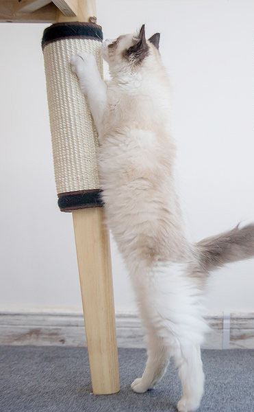 Scarlet pentru pisici Sesal pentru montare pe mobila