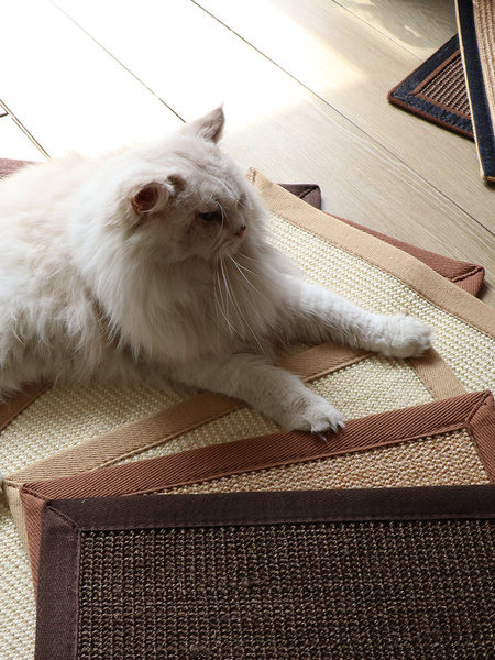 Scarlet pentru pisici Sesal pentru montare pe mobila