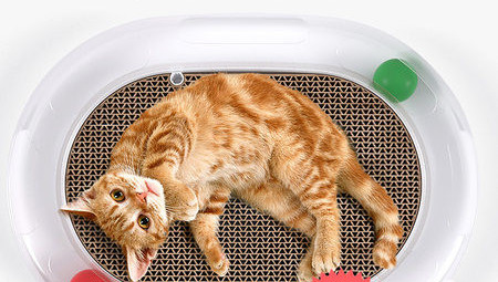 Lainepaberist pesuri kassidele