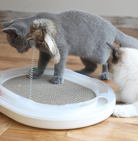 Lainepaberist pesuri kassidele