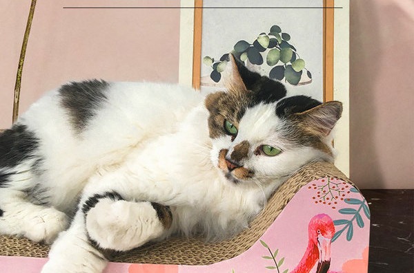 Pat pentru pisici Scratch în două dimensiuni