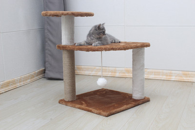 Γάτα αναρριχώμενο δέντρο σε διαφορετικά μοντέλα